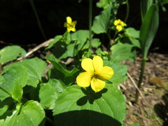 Viola glabella