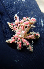 Schizophroida hilensis