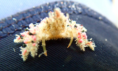 Schizophroida hilensis