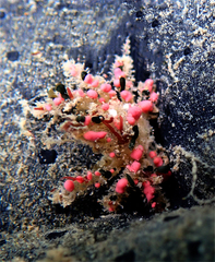 Schizophroida hilensis