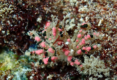 Schizophroida hilensis