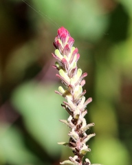 Castilleja arvensis