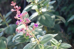 Pleroma heteromallum