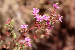 Arthrostemma ciliatum