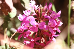 Epidendrum arachnoglossum