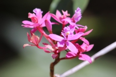 Epidendrum arachnoglossum