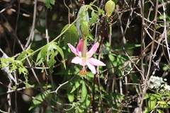 Passiflora tarminiana