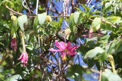 Passiflora tarminiana