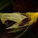 Columnea angulata - Photo (c) tellkamp, algunos derechos reservados (CC BY-NC), subido por tellkamp