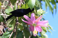 Passiflora tarminiana