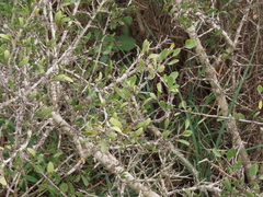 Rhamnus oleoides