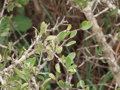 Rhamnus oleoides