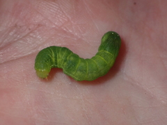 Neumichtis spumigera