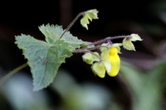 Calceolaria tripartita