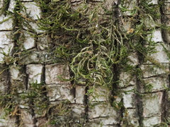 Forsstroemia trichomitria