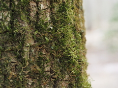 Forsstroemia trichomitria