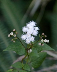 Ageratina glechonophylla