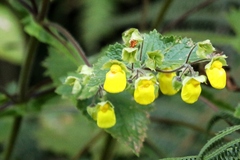 Calceolaria tripartita