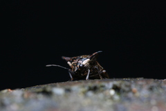 Alcimocoris japonensis