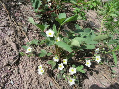 Fragaria vesca americana
