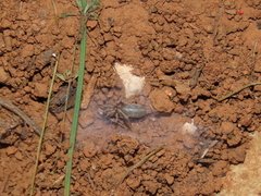 Dysderidae