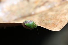 Plautia crossota