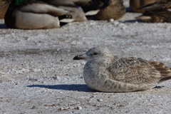 Larus argentatus