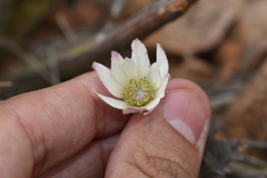 Anemone tuberosa