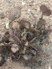 Opuntia macrocentra