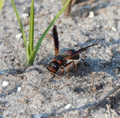 Pachodynerus erynnis