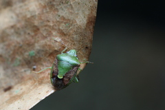 Plautia crossota