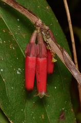 Macleania