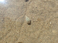 Zeacumantus lutulentus