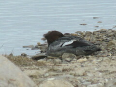 Mergus merganser americanus