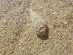 Zeacumantus lutulentus