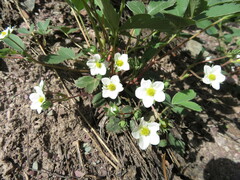 Fragaria vesca americana