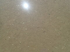 Zeacumantus lutulentus