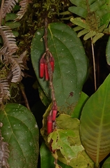 Macleania