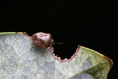 Plautia crossota
