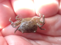 Hemigrapsus crenulatus