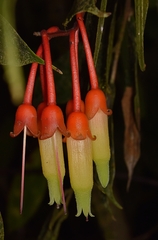 Psammisia ecuadorensis