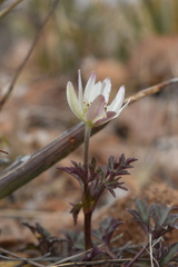 Anemone tuberosa