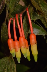 Psammisia ecuadorensis