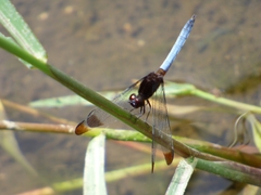 Erythrodiplax atroterminata
