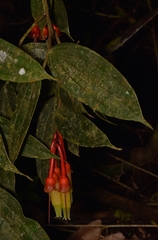 Psammisia ecuadorensis