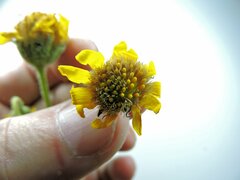 Arnica fulgens