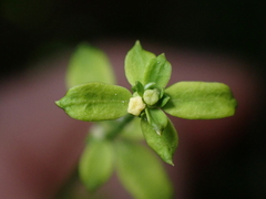 Galium australe