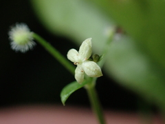 Galium australe