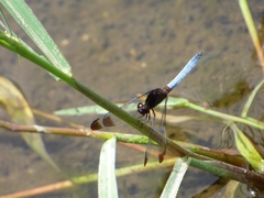 Erythrodiplax atroterminata