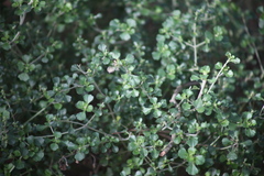 Prostanthera rotundifolia